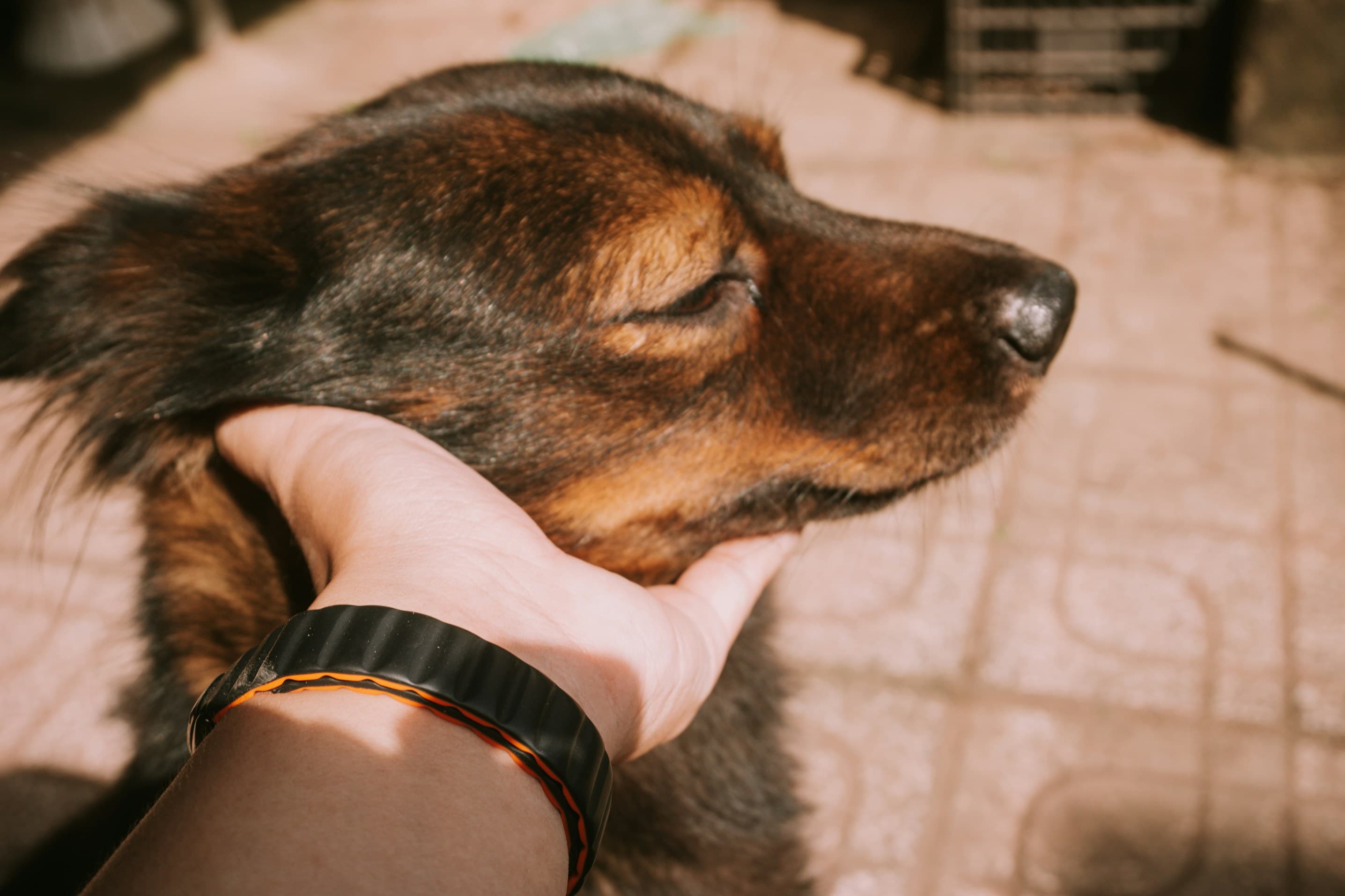 How Animal Welfare Organisations Can Extend Their Support Beyond the Initial Contact